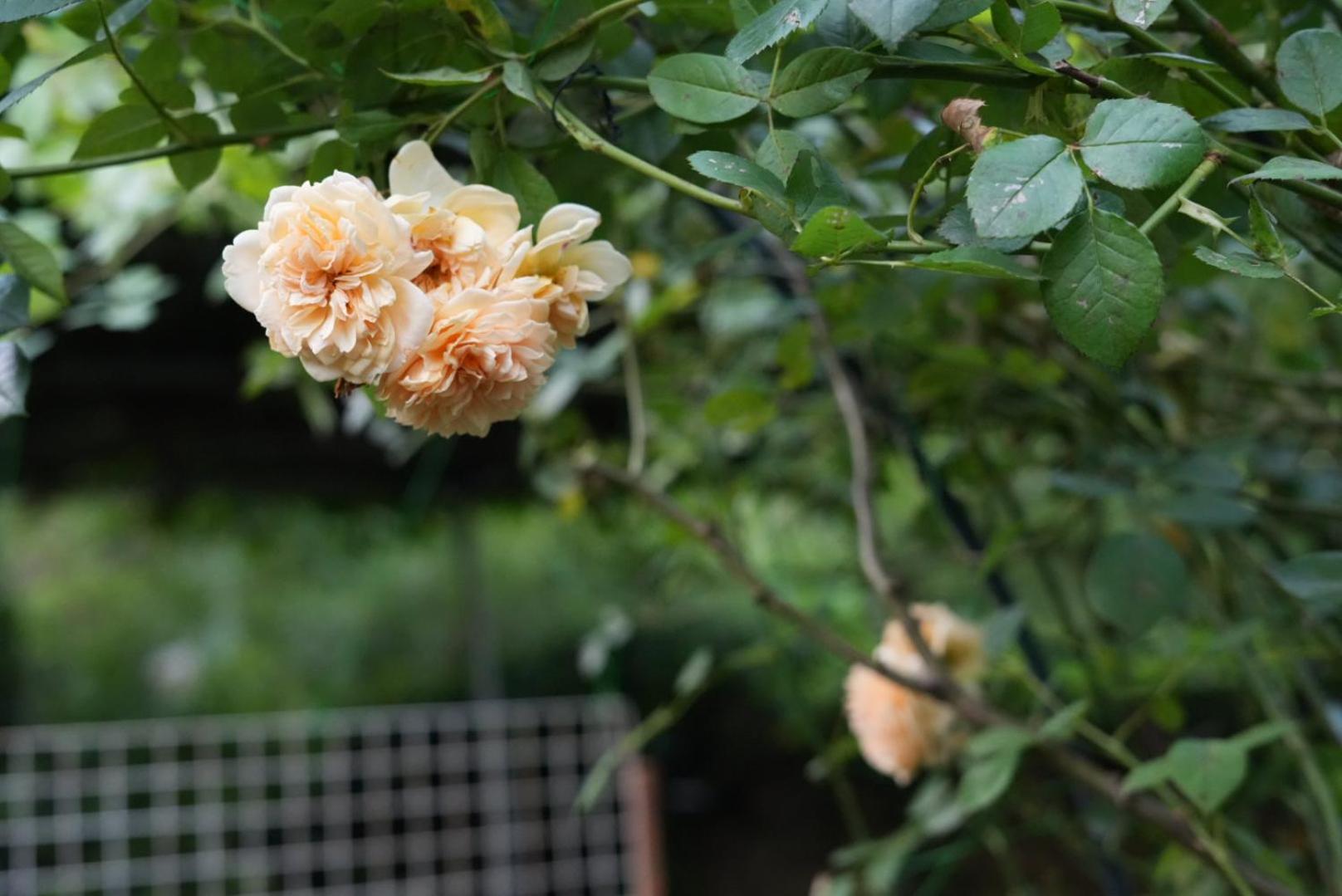 Autumn Inn Dương Sóc Ngoại thất bức ảnh